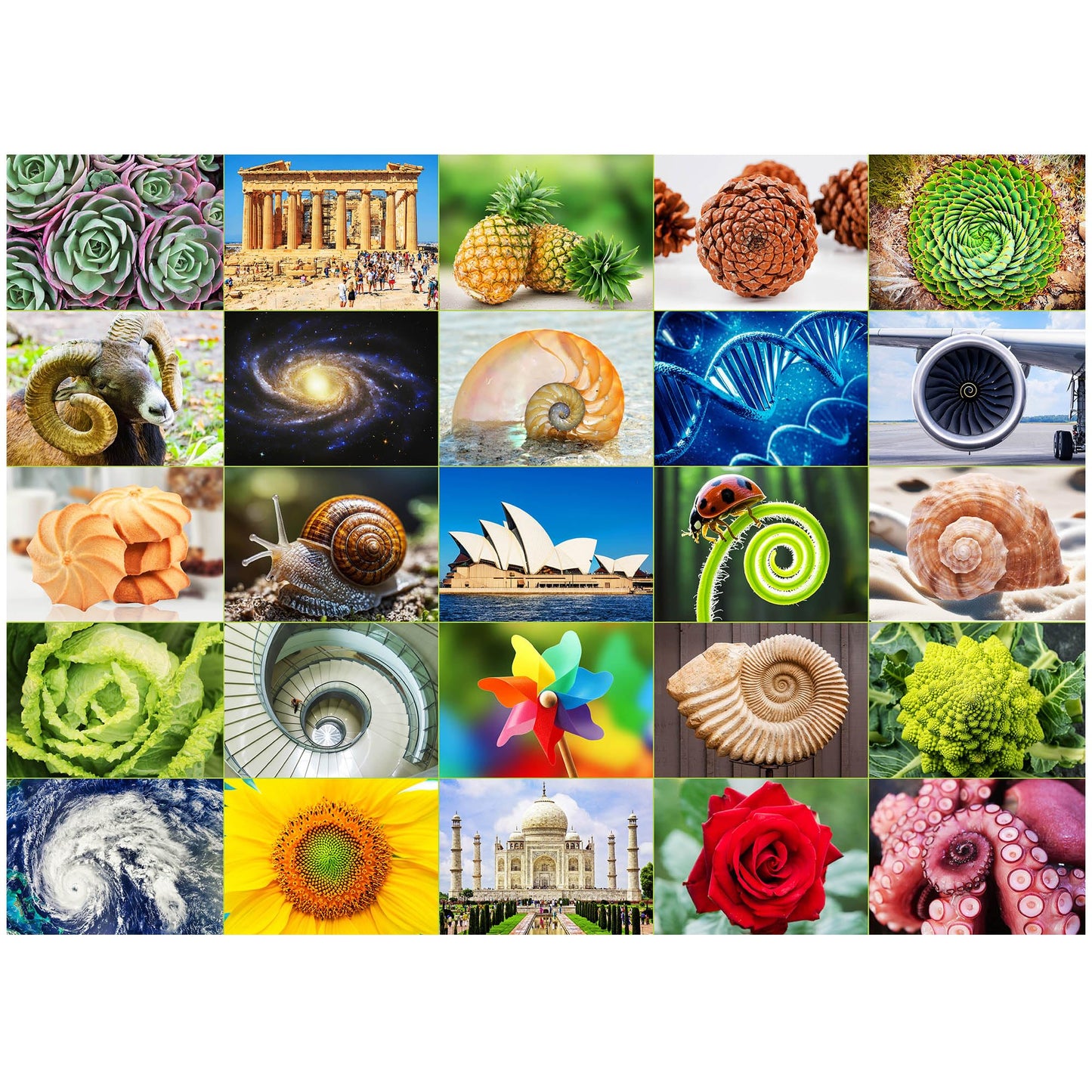 BenBen 1000 Piece Puzzle for Adults, 25 Fibonacci Spirals in Nature, Jigsaw Puzzles with Letters on Back, Challenging Puzzle for Game Night Home Décor
