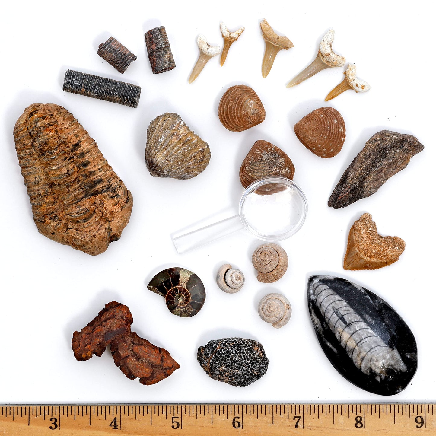 DANCING BEAR Fossil Collection Kit (12 pc Set) Real Shark Teeth, Dinosaur Bone, Coprolite (Poop!), Fossil ID Book, STEM Science Set