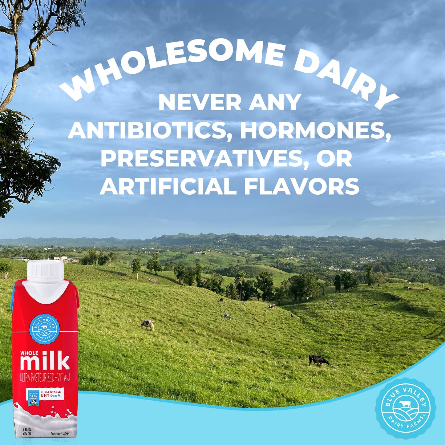 Blue Valley Shelf Stable Whole Milk Boxes with Vitamin D - no refrigeration needed 8 oz Singles (24 Pack) kosher Cholov Yisroel, UHT Pasteurized Tetra Pak Carton.