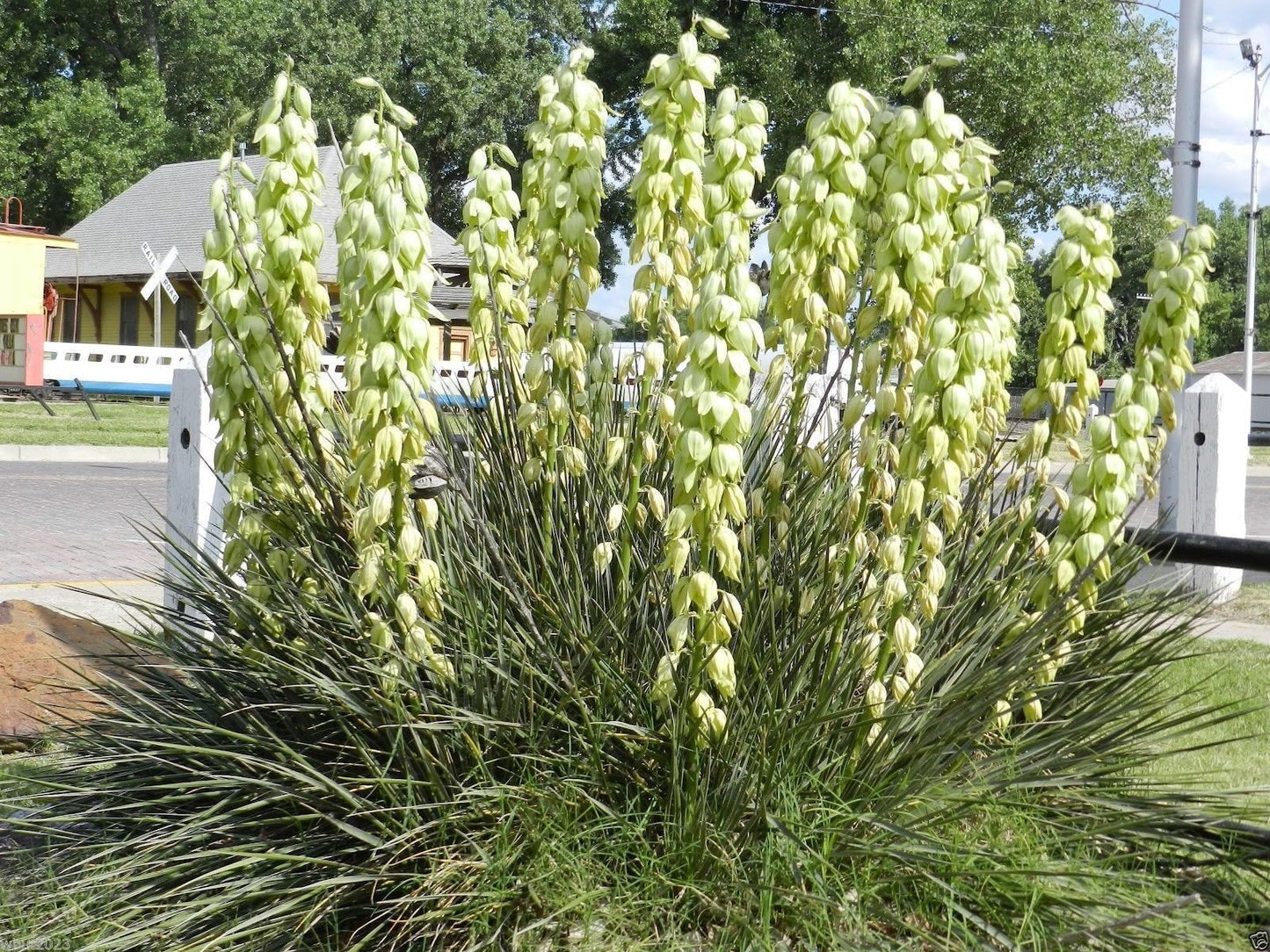 20 Seeds Banana Yucca - Drought Tolerant,Edible Fruits,Yucca baccata !