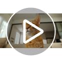 Cat Water Fountain Stainless Steel: 108oz/3.2L Cat Fountain for Drinking- Pet Water Fountain Inside - Automatic Dog Wateri...