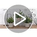 Der Rose 3 Pack Mini Potted Fake Plants Artificial Plastic Eucalyptus Plants Centerpieces for Table Home Office Desk Acces...